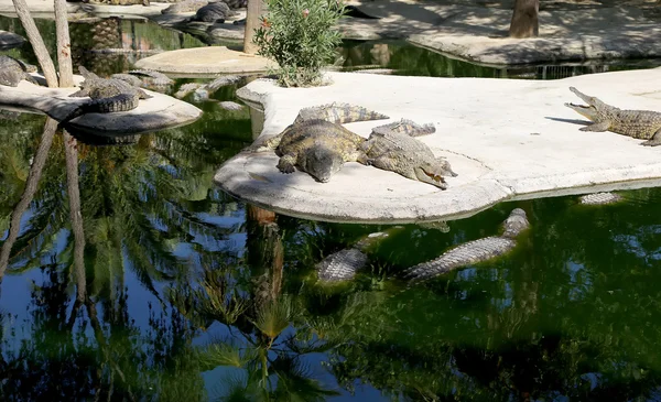 Closeup photo of a crocodile — Stock Photo, Image