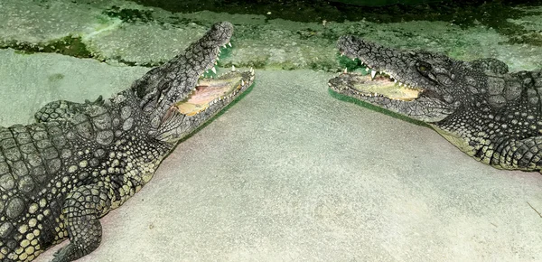 Foto close-up de um crocodilo — Fotografia de Stock