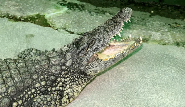 Foto close-up de um crocodilo — Fotografia de Stock