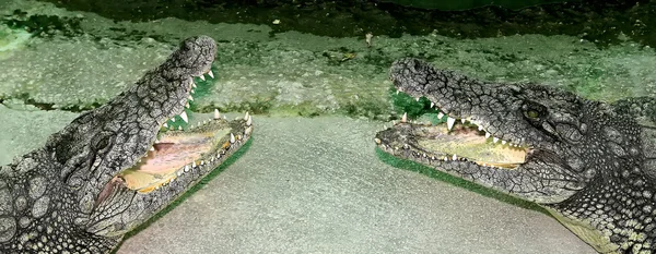 Foto close-up de um crocodilo — Fotografia de Stock