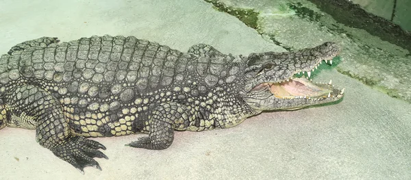 Foto close-up de um crocodilo — Fotografia de Stock