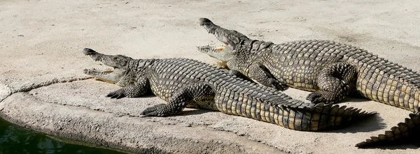 Närbild foto av en krokodil — Stockfoto