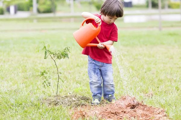 Lovely Boy Planting Stock Photo