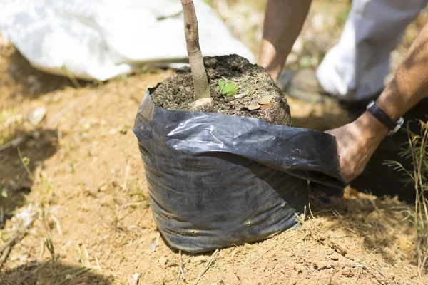 Lycklig Man plantering — Stockfoto