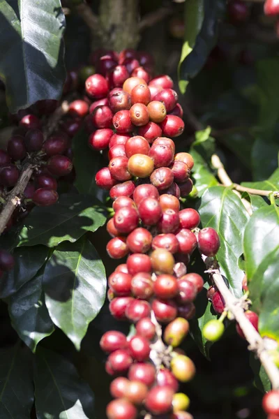 Mogen kaffebönan frukt — Stockfoto