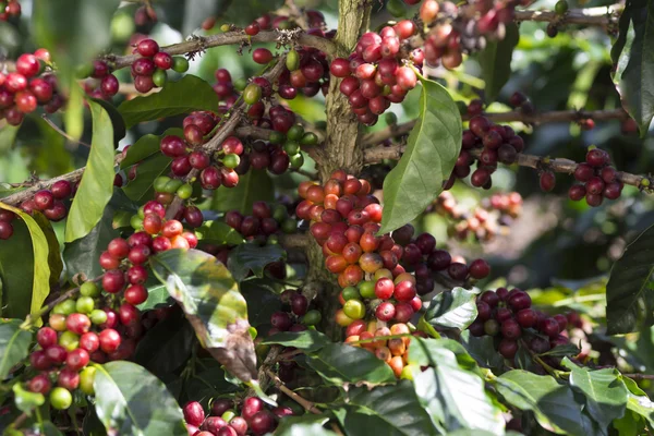 Fruto de grão de café maduro — Fotografia de Stock