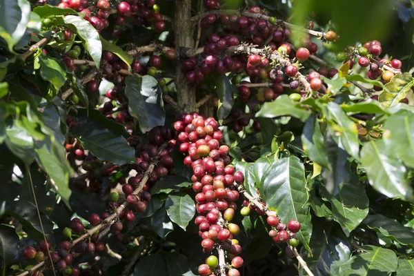 Fruta del grano de café maduro — Foto de Stock