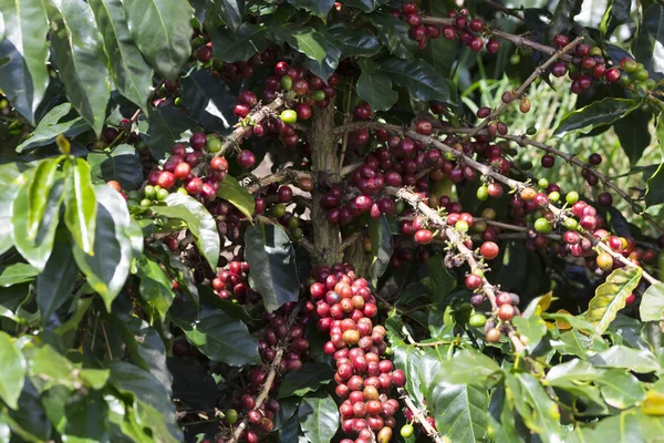 Fruta del grano de café maduro — Foto de Stock