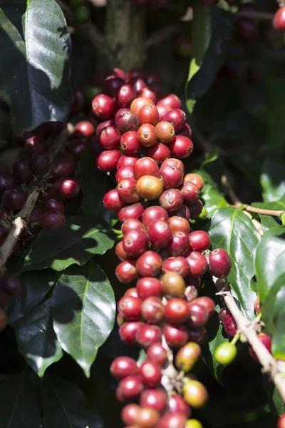 Fruta del grano de café maduro — Foto de Stock