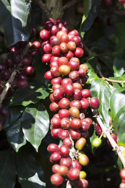 Fruta del grano de café maduro — Foto de Stock