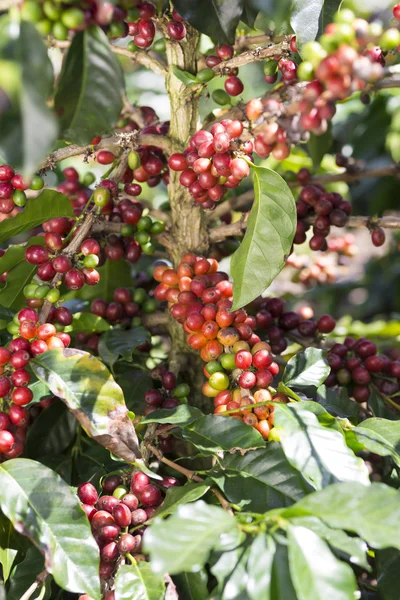 Fruta del grano de café maduro — Foto de Stock