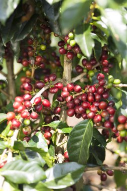 Olgun kahve çekirdeği meyve