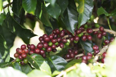 Olgun kahve çekirdeği meyve