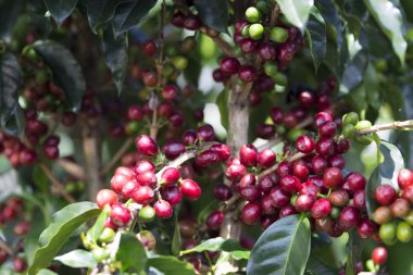 Olgun kahve çekirdeği meyve