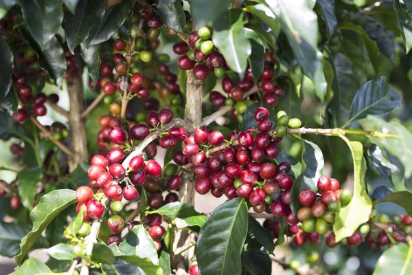 Fruto de grão de café maduro — Fotografia de Stock