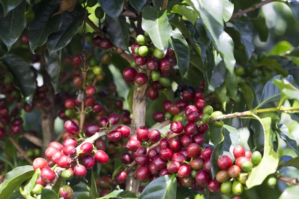 Fruto de grão de café maduro — Fotografia de Stock