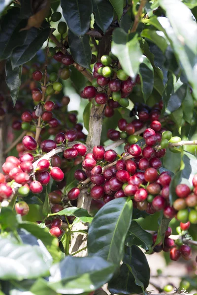 Fruta del grano de café maduro — Foto de Stock