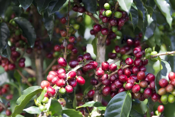 Fruta del grano de café maduro — Foto de Stock