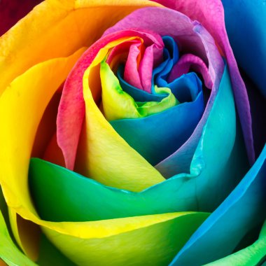 Rainbow rose clipart
