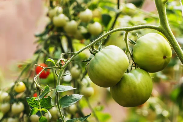 Tomates verdes —  Fotos de Stock