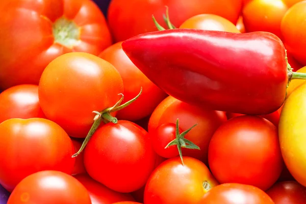 Tomates frescos y pimiento rojo —  Fotos de Stock