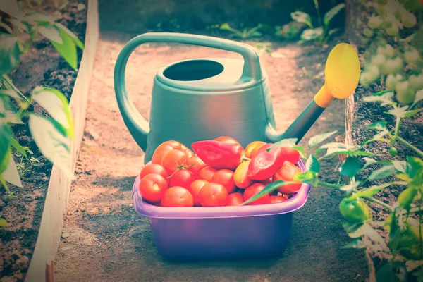 Raccolta di pomodori e paprica — Foto Stock