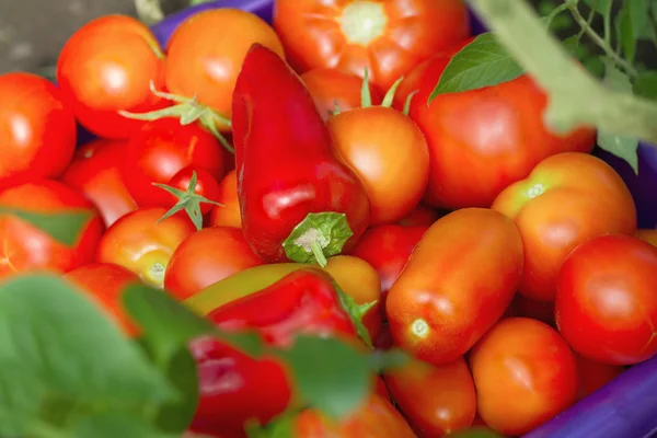 Tomates frescos y pimiento rojo —  Fotos de Stock