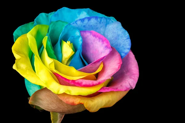 Rainbow rose — Zdjęcie stockowe