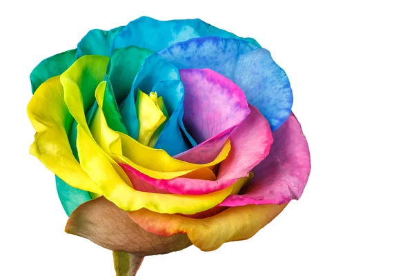 Rosa arcobaleno — Foto Stock