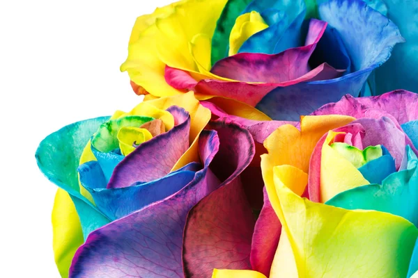Rainbow rose — Stock Photo, Image