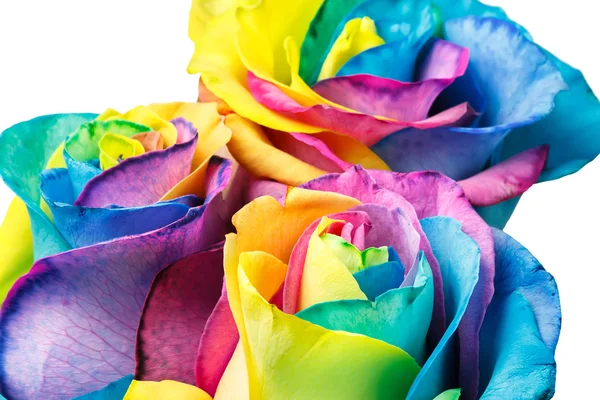 Rose arcobaleno — Foto Stock