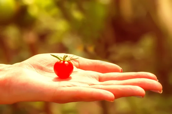 Pomodoro fresco — Foto Stock