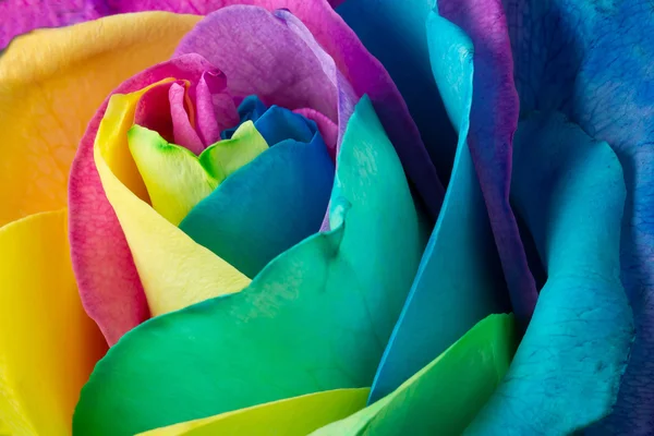 Rainbow rose — Zdjęcie stockowe