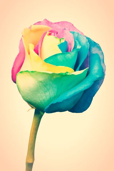 Rosa arco iris — Foto de Stock