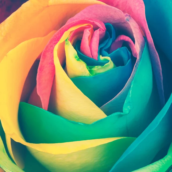 Regenboog rose — Stockfoto