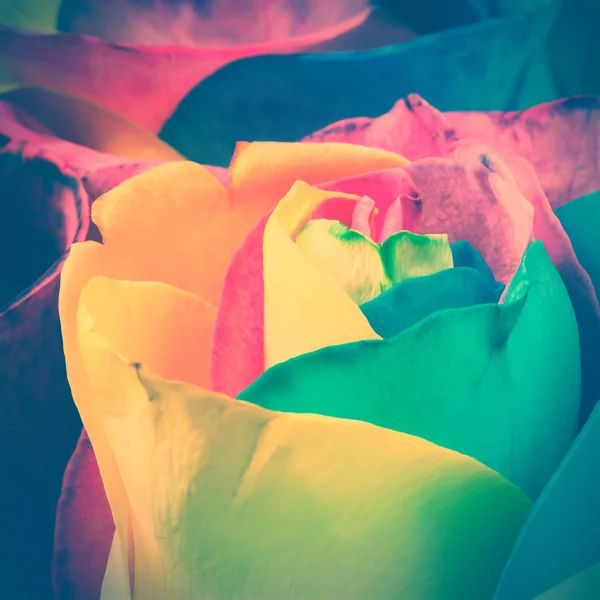 Rainbow rose — Zdjęcie stockowe