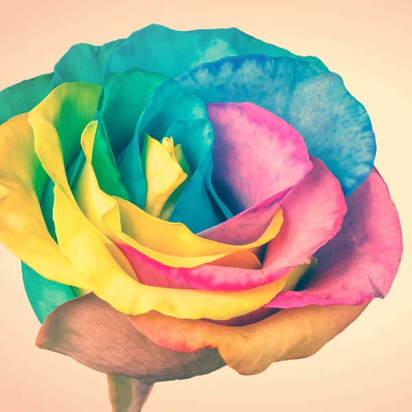 Rainbow rose — Zdjęcie stockowe