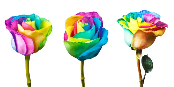 Rainbow rose — Stock Photo, Image