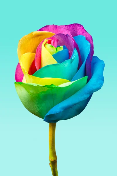 Rainbow rose — Zdjęcie stockowe