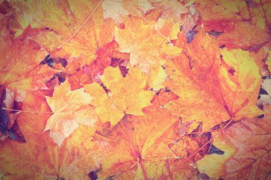Arka plan sonbahar yaprakları