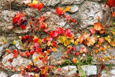 Duvardaki sonbahar yaprakları