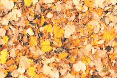 Altın sonbahar yaprakları