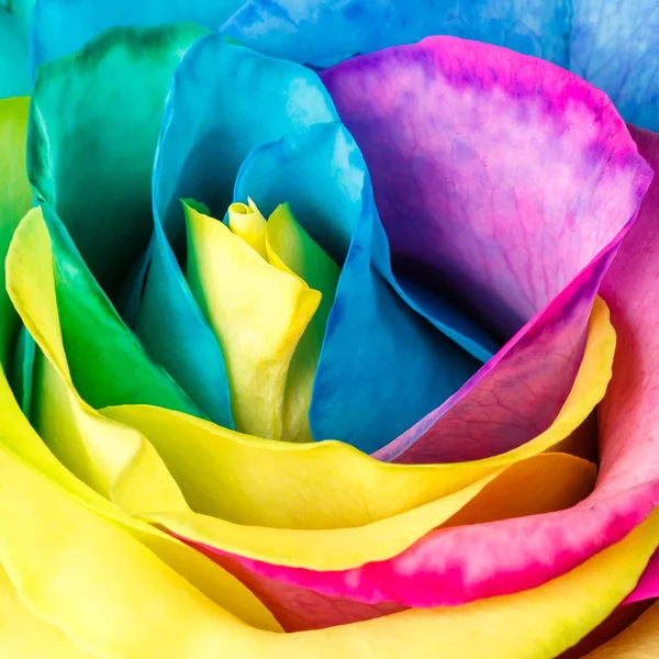 Rainbow Colors rose — стоковое фото