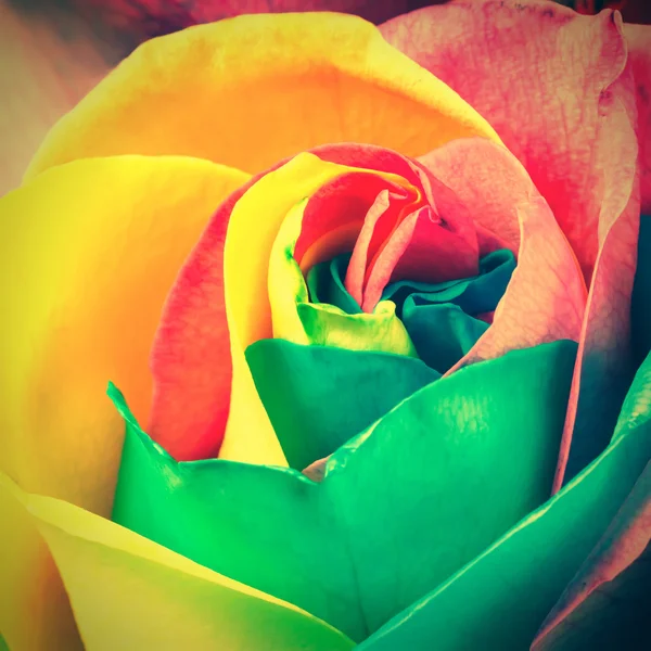 Kolorowy zbliżenie róża — Zdjęcie stockowe