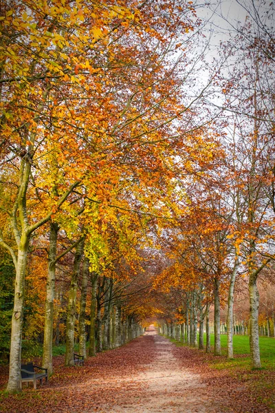 Podzimní stromy s stezka — Stock fotografie