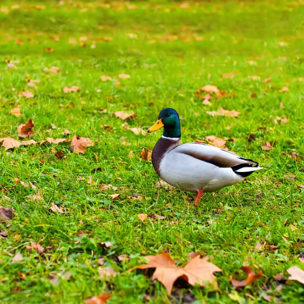 Stockente auf Gras — Stockfoto