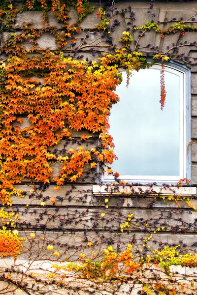 秋天的叶子，在墙上 — 图库照片