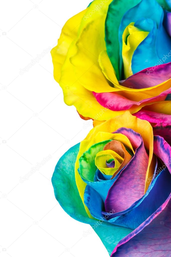 Rainbow roses isolated