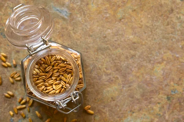 Toasted Oat Grains — Stock Photo, Image