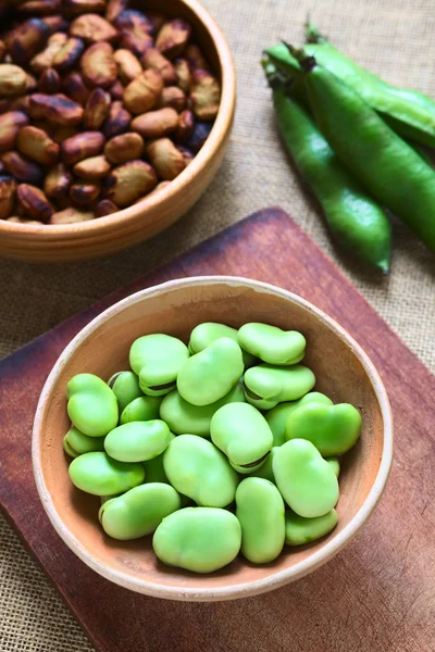 Frijoles anchos crudos (lat. Vicia Faba ) —  Fotos de Stock